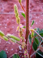 Indigofera astragalina fl-t.JPG